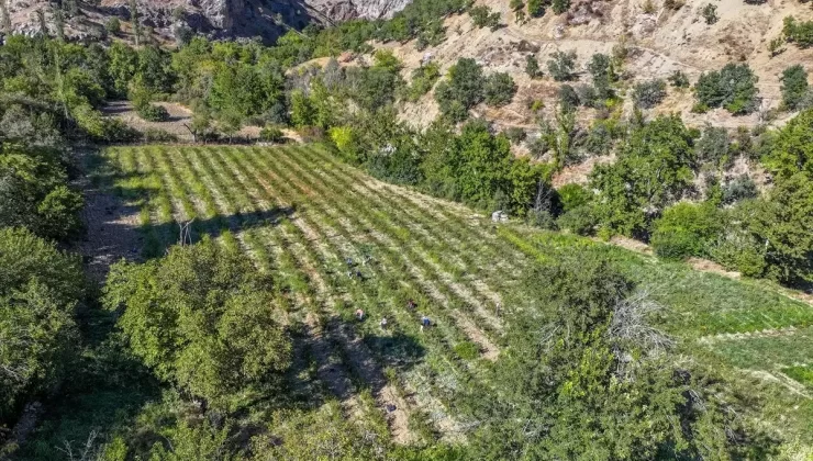 Suat Yılmaz’dan Aronya Yetiştiriciliği