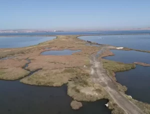 Sulak Alan Kaybı, Kuş Göçlerini Tehdit Ediyor