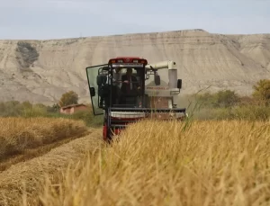 Sulakyurt’ta Çeltik Hasadı Başladı