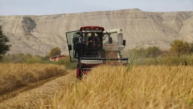 Sulakyurt’ta Çeltik Hasadı Başladı