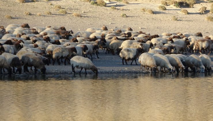 Sürülerin tozlu su yolculuğu görüntülendi: Kartpostallık manzara ortaya çıktı