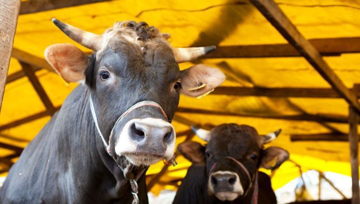 Talihsiz kadın 20 ineğin altında kalarak feci şekilde can verdi!