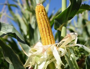 Ticaret Bakanlığı: Mısır ithalatında tarife kontenjanı uygulanacak