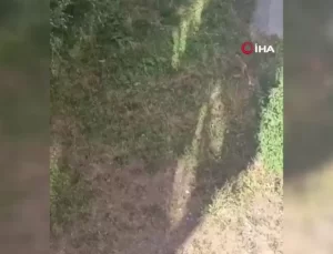 Tilki Apartmanda Tavuk Çaldı