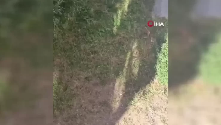 Tilki Apartmanda Tavuk Çaldı