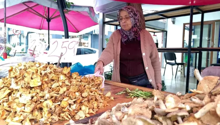 Tirmit Mantarına Talep Artıyor