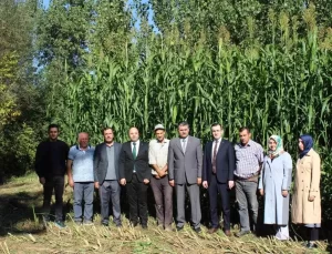 Tokat’ta Sorgum Sudan Otu Melezi Başarıyla Hasat Edildi