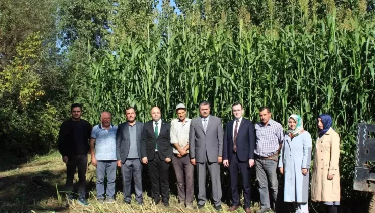 Tokat’ta Sorgum Sudan Otu Melezi Başarıyla Hasat Edildi