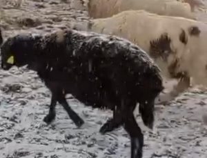 Tokat’ta yaylada otlayan koyunlar kar altında kaldı