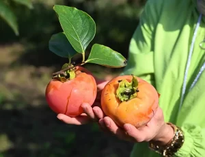 Trabzon Hurması Hasadı Başladı, Kokarca Sorunu Var