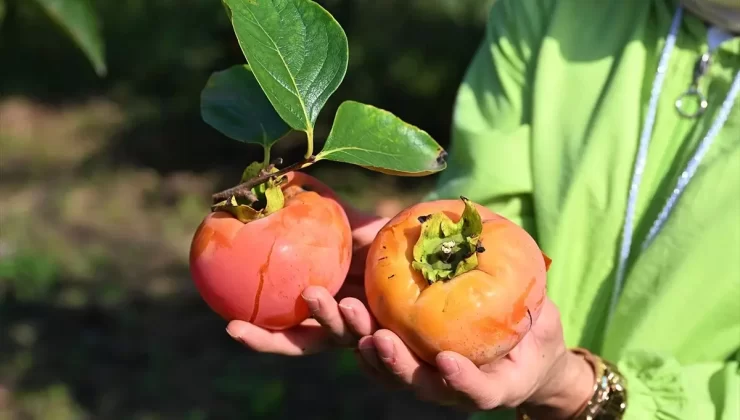 Trabzon Hurması Hasadı Başladı, Kokarca Sorunu Var