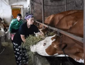 Trabzon’da Anne-Oğul Hayvancılık Yapıyor