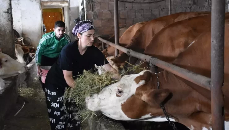 Trabzon’da Anne-Oğul Hayvancılık Yapıyor
