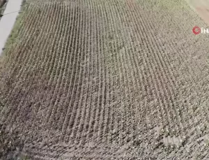 Trakya’da Ayçiçeği Kuraklıkla Vuruldu