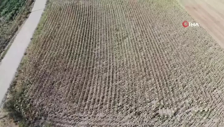 Trakya’da Ayçiçeği Kuraklıkla Vuruldu