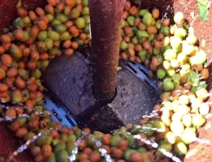 Tunceli’de Ceviz Hasadı Başladı