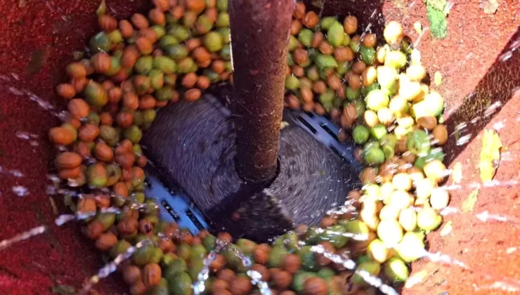 Tunceli’de Ceviz Hasadı Başladı