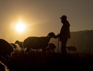 Tunceli’de göçerlerin kurt ve ayı tehlikesi altında dönüş yolculuğu