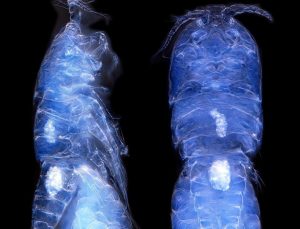 Türk bilim insanları Antarktika’da yeni bir canlı türü keşfetti