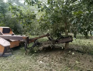 Türkiye’de Ceviz Rekoltesi 60 Bin Ton Bekleniyor