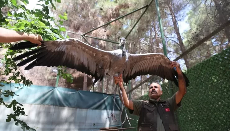 Turna Kuşuna 4 Yıldır Özenle Bakılıyor