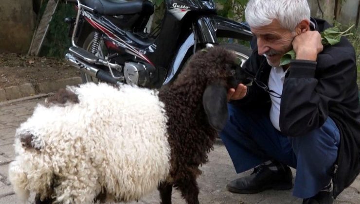 Üç aylık sevimli “Fulya” kuzu, sahibini gölge gibi takip ediyor