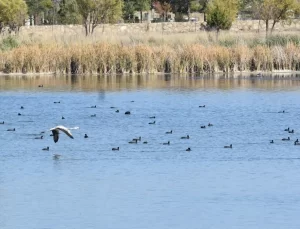 Ulaş Gölü’nde Su Seviyesi Düşüyor