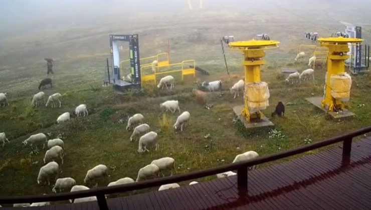 Uludağ’da kar beklenirken koyunlar pistlere indi