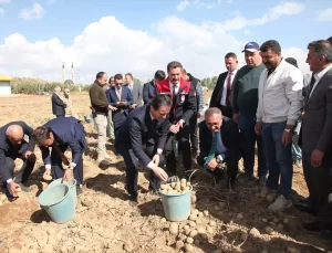 Vali Karakaya Ahlat’ta Patates Hasadına Katıldı