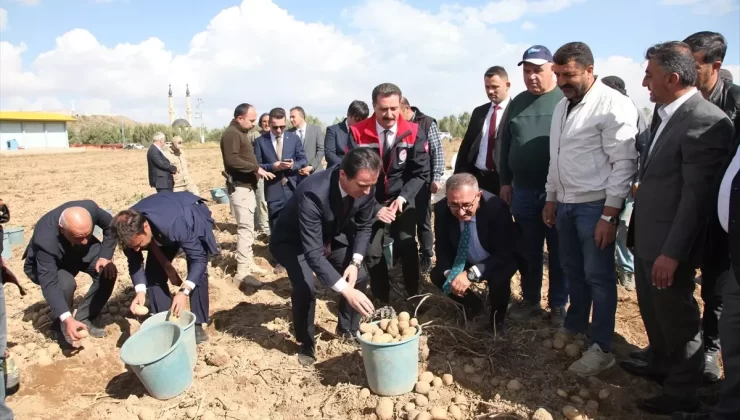 Vali Karakaya Ahlat’ta Patates Hasadına Katıldı
