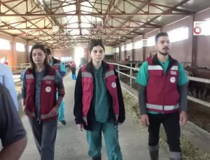 Van’da İthal Hayvanlar İle Besicilikte Kazanç