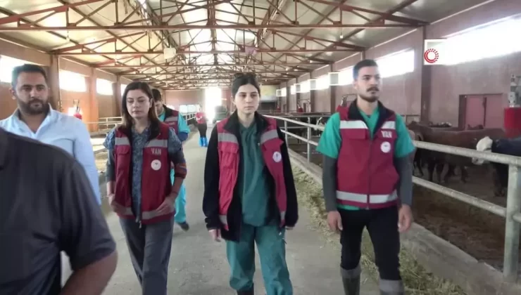 Van’da İthal Hayvanlar İle Besicilikte Kazanç