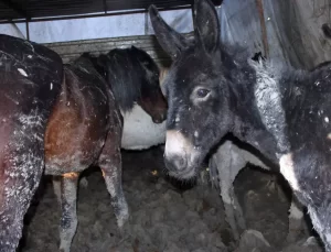 Vatandaşa neler yedirmişler neler! İşte gıdada yapılan oyunların illere göre dağılımı