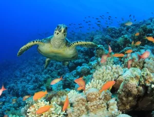 Yaban Hayatı Popülasyonunda Felaket Düşüşü