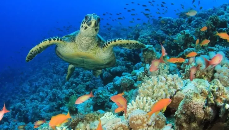 Yaban Hayatı Popülasyonunda Felaket Düşüşü