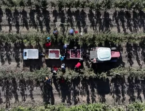 Yahyalı’da Kadınların Elmada Emeği Büyük