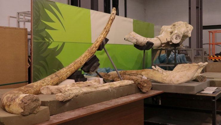 Yamula Barajı’ndaki kazılardan fosil fışkırdı