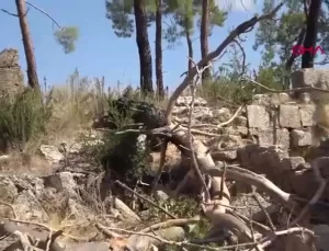 Yangın Sonrası Antik Kentte Ağaçlar Yıkılıyor