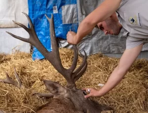 Yaralı Geyiğe Operasyon Hazırlığı