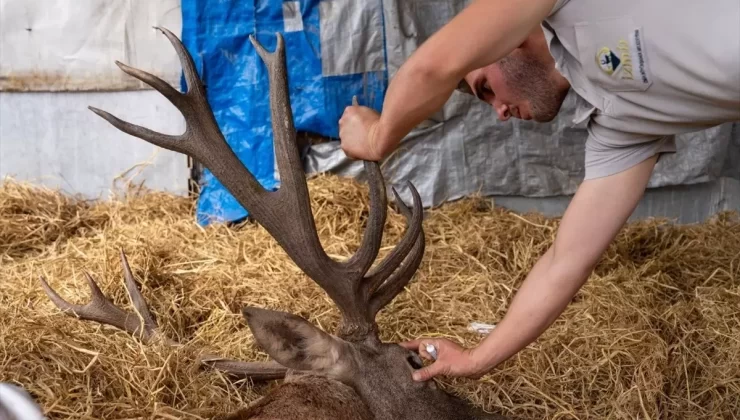 Yaralı Geyiğe Operasyon Hazırlığı