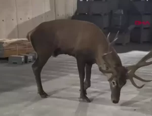 Yaralı Geyik Fabrikaya Sığındı