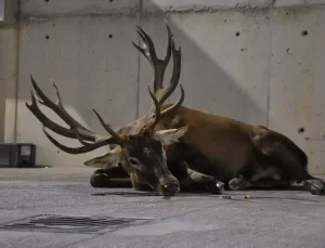 Yaralı Geyik Tedavi Altına Alındı