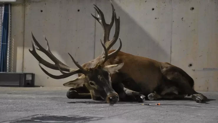 Yaralı Geyik Tedavi Altına Alındı