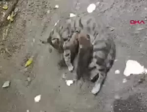 Yaralı Kedi, Yavru Köpeklere Sütannelik Yaptı