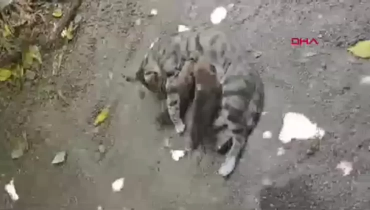 Yaralı Kedi, Yavru Köpeklere Sütannelik Yaptı