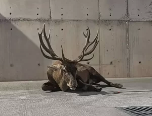 Yaralı Kızılgeyiğin Tedavisi Başladı