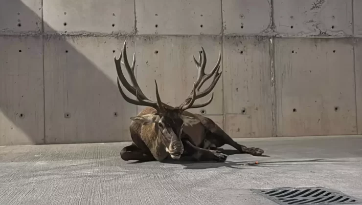 Yaralı Kızılgeyiğin Tedavisi Başladı