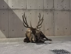 Yaralı Kızılgeyik Tedavi Altında