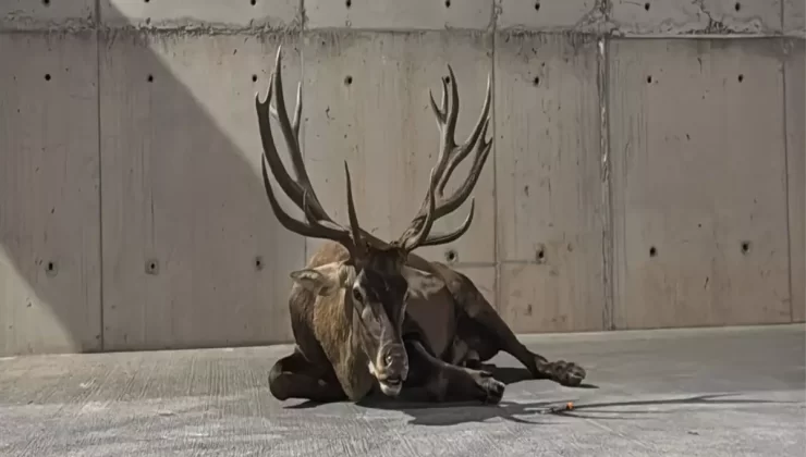 Yaralı Kızılgeyik Tedavi Altında