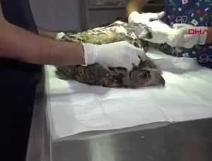 Yaralı Puhu Kuşuna Tedavi